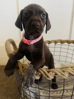 Mags' & Finn's Rockstar Pedigree Litter--Lainey (Light Pink), a female German Shorthaired Pointer for sale in Pasco, WA – 1 of 1
