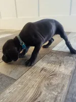 Reba (Dark Green)--Mags' & Finn's Rockstar Pedigree Litter, a female German Shorthaired Pointer for sale in Pasco, WA – 3 of 4