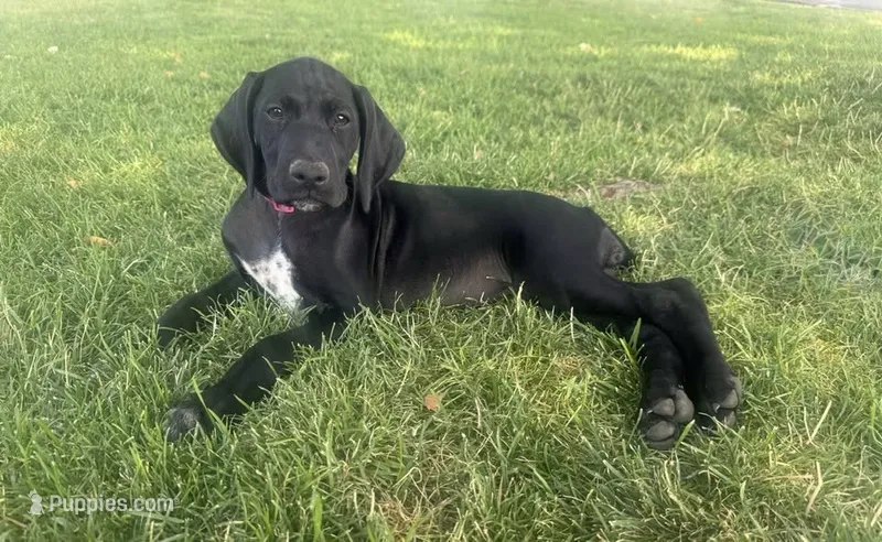 Dolly (Bright Pink)--Mags' & Finn's Rockstar Pedigree Litter – German Shorthaired Pointer puppy for sale in Pasco, WA