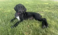 Dolly (Pink)--Mags' & Finn's Rockstar GSP Pedigree Litter, a female German Shorthaired Pointer for sale in Pasco, WA – 2 of 9