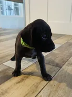 Mags' & Finn's Rockstar Pedigree Litter--Gwen (Bright Green), a female German Shorthaired Pointer for sale in Pasco, WA – 4 of 6