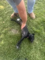 Dolly (Pink)--Mags' & Finn's Rockstar GSP Pedigree Litter, a female German Shorthaired Pointer for sale in Pasco, WA – 5 of 9