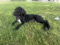 Dolly (Pink)--Mags' & Finn's Rockstar GSP Pedigree Litter, a female German Shorthaired Pointer for sale in Pasco, WA – 3 of 9