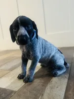 Star (Royal Blue)--Mags' & Finn's Rockstar Pedigree Litter, a female German Shorthaired Pointer for sale in Pasco, WA – 1 of 5