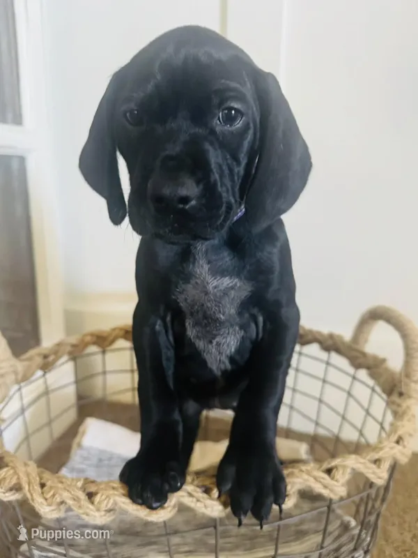Lana Del Ray (Dark Purple)--Mags' & Finn's Rockstar Pedigree Litter – German Shorthaired Pointer puppy for sale in Pasco, WA