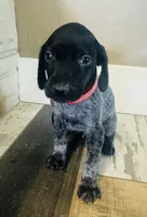 Mags' & Finn's Rockstar Pedigree Litter--Axl Rose (Red), a male German Shorthaired Pointer for sale in Pasco, WA – 2 of 5