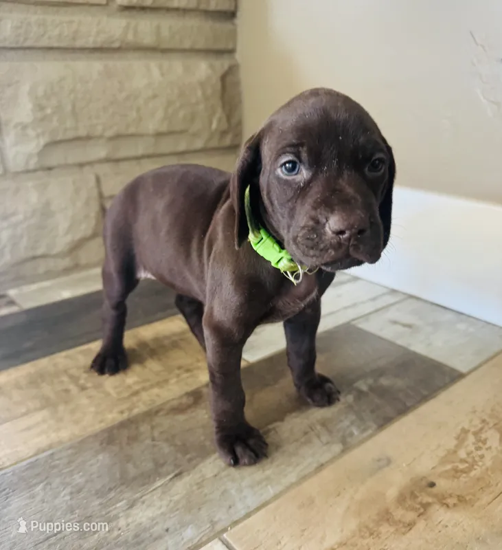 Mags' & Finn's Rockstar Pedigree Litter--Gwen (Bright Green) – German Shorthaired Pointer puppy for sale in Pasco, WA