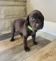 Mags' & Finn's Rockstar Pedigree Litter--Gwen (Bright Green), a female German Shorthaired Pointer for sale in Pasco, WA – 1 of 6