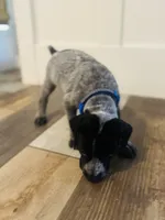 Star (Royal Blue)--Mags' & Finn's Rockstar Pedigree Litter, a female German Shorthaired Pointer for sale in Pasco, WA – 2 of 5
