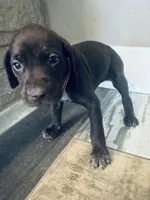 Madonna (Maroon)--Mags' & Finn's Rockstar Pedigree Litter, a female German Shorthaired Pointer for sale in Pasco, WA – 4 of 4