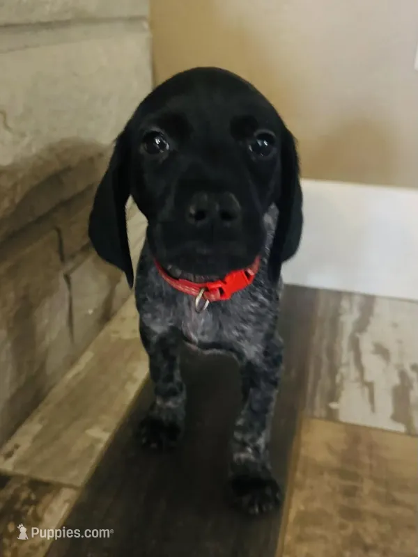 Axl Rose (Red)--Mags' & Finn's Rockstar Pedigree Litter – German Shorthaired Pointer puppy for sale in Pasco, WA
