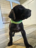 Mags' & Finn's Rockstar Pedigree Litter--Gwen (Bright Green), a female German Shorthaired Pointer for sale in Pasco, WA – 6 of 6