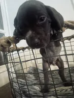 Mags' & Finn's Rockstar Pedigree Litter--Slash (tan), a male German Shorthaired Pointer for sale in Pasco, WA – 4 of 4
