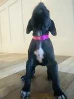 Dolly (Bright Pink)--Mags' & Finn's Rockstar Pedigree Litter, a female German Shorthaired Pointer for sale in Pasco, WA – 4 of 5