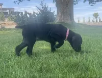 Dolly (Pink)--Mags' & Finn's Rockstar GSP Pedigree Litter, a female German Shorthaired Pointer for sale in Pasco, WA – 6 of 9