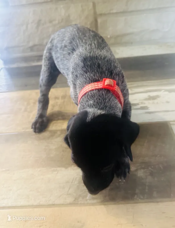 Mags' & Finn's Rockstar Pedigree Litter--Axl Rose (Red), a male German Shorthaired Pointer for sale in Pasco, WA – 1 of 5