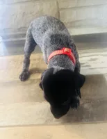 Mags' & Finn's Rockstar Pedigree Litter--Axl Rose (Red), a male German Shorthaired Pointer for sale in Pasco, WA – 1 of 5