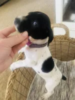 Mags' & Finn's Rockstar Pedigree Litter--Miley (Purple), a female German Shorthaired Pointer for sale in Pasco, WA – 5 of 5