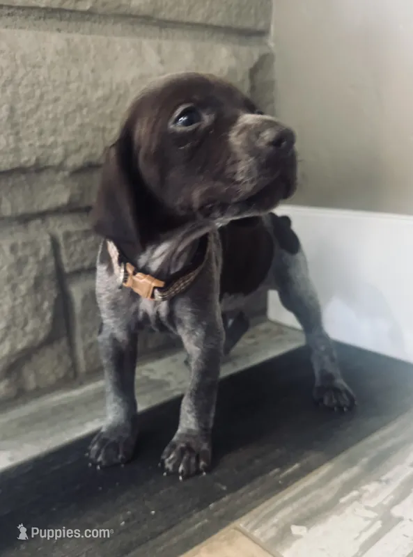 Mags' & Finn's Rockstar Pedigree Litter--Slash (tan) – German Shorthaired Pointer puppy for sale in Pasco, WA