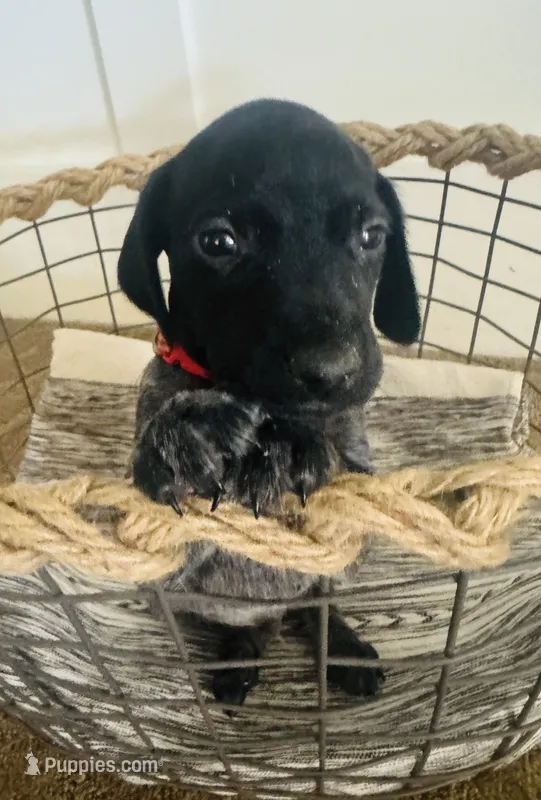 Axl Rose (Red)--Mags' & Finn's Rockstar Pedigree Litter – German Shorthaired Pointer puppy for sale in Pasco, WA