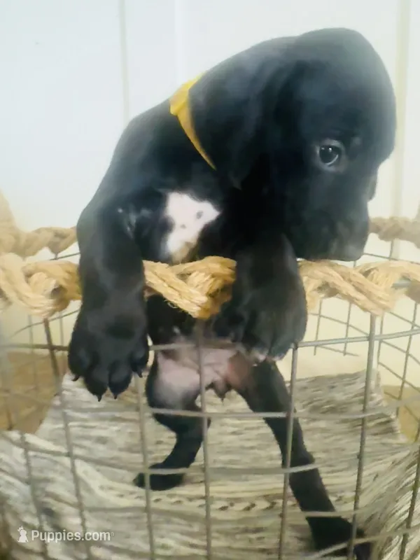 Mandy (Yellow)--Mags' & Finn's Rockstar Pedigree Litter – German Shorthaired Pointer puppy for sale in Pasco, WA