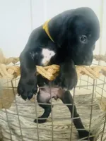 Mags' & Finn's Rockstar Pedigree Litter--Mandy (Yellow), a female German Shorthaired Pointer for sale in Pasco, WA – 2 of 5