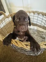 Mags' & Finn's Rockstar Pedigree Litter--Gwen (Bright Green), a female German Shorthaired Pointer for sale in Pasco, WA – 3 of 6