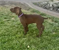Reba (liver female)--Mags' & Finn's Rockstar GSP Pedigree Litter, a female German Shorthaired Pointer for sale in Pasco, WA – 3 of 10