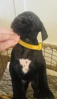 Mags' & Finn's Rockstar Pedigree Litter--Mandy (Yellow), a female German Shorthaired Pointer for sale in Pasco, WA – 4 of 5