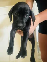 Mags' & Finn's Rockstar Pedigree Litter--Ozzy (Orange), a male German Shorthaired Pointer for sale in Pasco, WA – 4 of 4