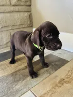 Mags' & Finn's Rockstar Pedigree Litter--Gwen (Bright Green), a female German Shorthaired Pointer for sale in Pasco, WA – 2 of 6