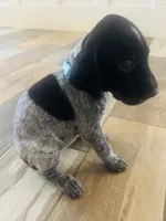 Mags' & Finn's Rockstar Pedigree Litter--Kesha (Turquoise), a female German Shorthaired Pointer for sale in Pasco, WA – 1 of 3