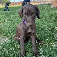Reba (Purple)--Mags' & Finn's Rockstar GSP Pedigree Litter, a female German Shorthaired Pointer for sale in Pasco, WA – 2 of 10