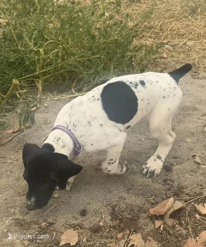 Miley (Purple)--Mags' & Finn's Rockstar Pedigree Litter – German Shorthaired Pointer puppy for sale in Pasco, WA