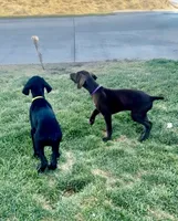 Reba (liver female)--Mags' & Finn's Rockstar GSP Pedigree Litter, a female German Shorthaired Pointer for sale in Pasco, WA – 9 of 10