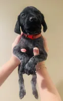Mags' & Finn's Rockstar Pedigree Litter--Axl Rose (Red), a male German Shorthaired Pointer for sale in Pasco, WA – 4 of 5