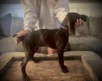 Reba (liver female)--Mags' & Finn's Rockstar GSP Pedigree Litter, a female German Shorthaired Pointer for sale in Pasco, WA – 5 of 10