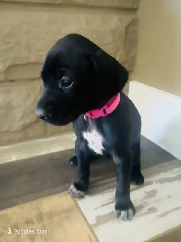 Dolly (Bright Pink)--Mags' & Finn's Rockstar Pedigree Litter – German Shorthaired Pointer puppy for sale in Pasco, WA