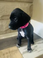 Dolly (Bright Pink)--Mags' & Finn's Rockstar Pedigree Litter, a female German Shorthaired Pointer for sale in Pasco, WA – 1 of 5
