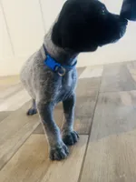 Star (Royal Blue)--Mags' & Finn's Rockstar Pedigree Litter, a female German Shorthaired Pointer for sale in Pasco, WA – 4 of 5