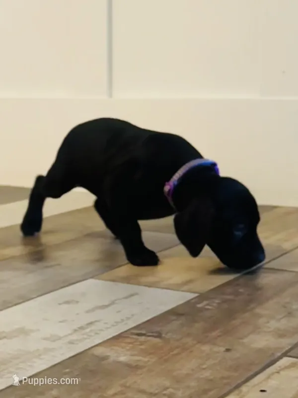 Lana Del Ray (Dark Purple)--Mags' & Finn's Rockstar Pedigree Litter – German Shorthaired Pointer puppy for sale in Pasco, WA