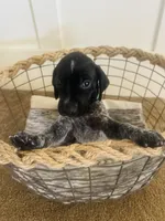 Mags' & Finn's Rockstar Pedigree Litter--Kesha (Turquoise), a female German Shorthaired Pointer for sale in Pasco, WA – 2 of 3