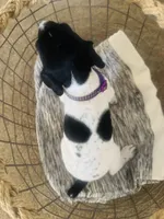 Mags' & Finn's Rockstar Pedigree Litter--Miley (Purple), a female German Shorthaired Pointer for sale in Pasco, WA – 2 of 5