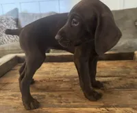 Reba (Purple)--Mags' & Finn's Rockstar GSP Pedigree Litter, a female German Shorthaired Pointer for sale in Pasco, WA – 6 of 10