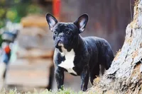 Frankie, a male French Bulldog for sale in Spokane, WA – 7 of 7