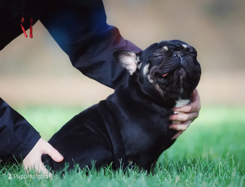 Koala Jack – French Bulldog puppy for sale in Spokane, WA