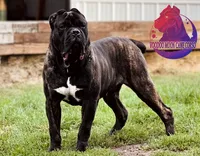 Gunner ~ Instant Guardian, a male Cane Corso for sale in Spokane, WA – 2 of 2