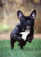 Frankie, a male French Bulldog for sale in Spokane, WA – 4 of 7