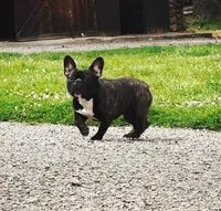 Frankie, a male French Bulldog for sale in Spokane, WA – 2 of 7