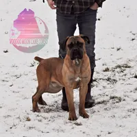 Red Fawn BOY, a male Cane Corso for sale in Spokane, WA – Photo 6 of 8